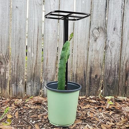 Grow Dragon Fruit in a Pot - Premium Dragon Fruit Trellis