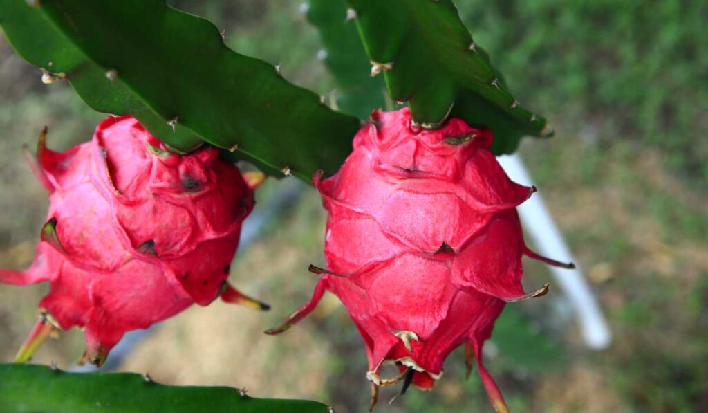 How to Grow Dragon Fruit in a Pot: A Complete Guide