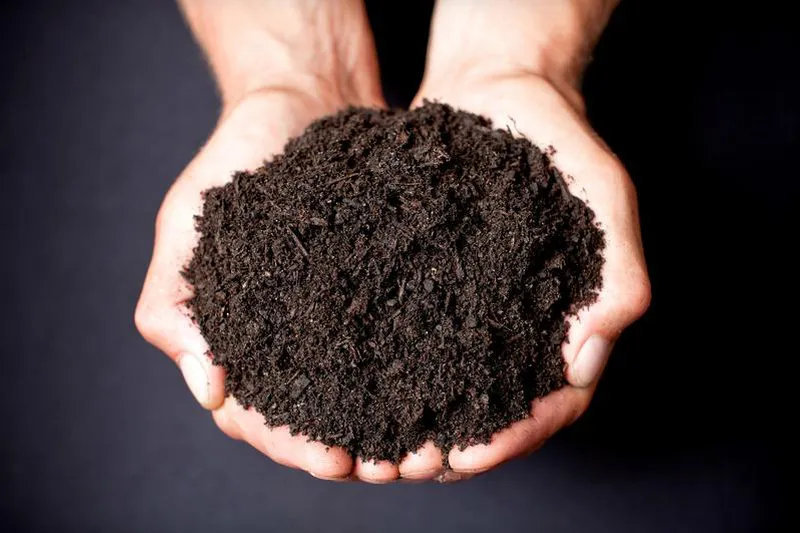 Best organic compost for urban gardening