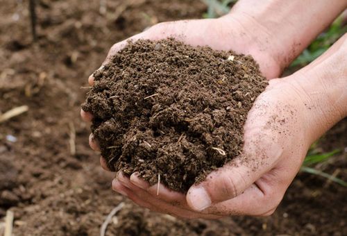 Best Organic Compost for Urban Gardening - Cow Manure